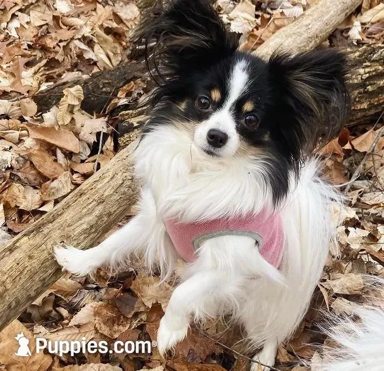 Zack Attack, a male Papillon and Poodle - Toy  for sale in Bloomfield, IN – Photo 6 of 7