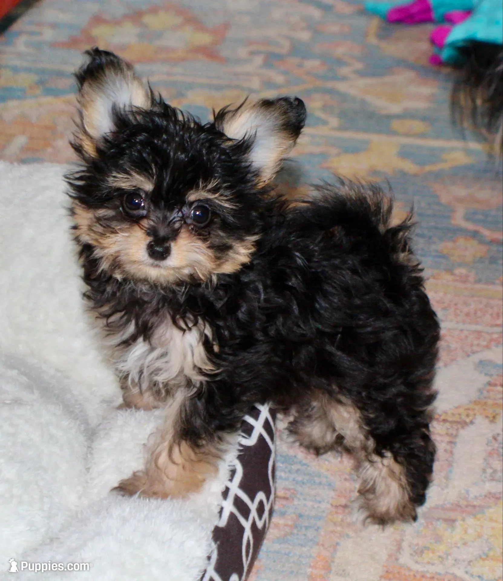 Zack Attack – Papillon, Poodle - Toy  puppy for sale in Bloomfield, IN