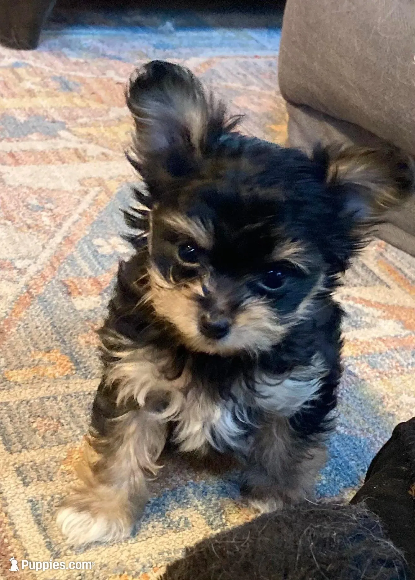 Zack Attack, a male Papillon and Poodle - Toy  for sale in Bloomfield, IN – Photo 3 of 7