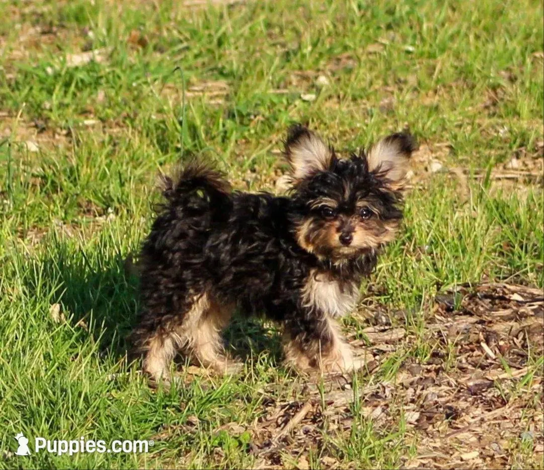 Zack Attack, a male Papillon and Poodle - Toy  for sale in Bloomfield, IN – Photo 5 of 7
