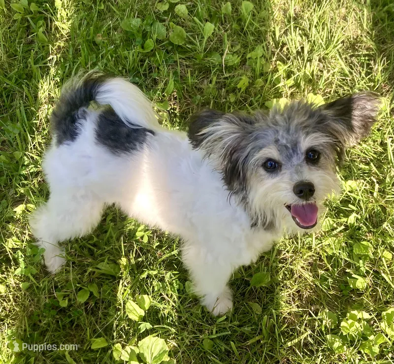 Bear – Papillon, Poodle - Toy  puppy for sale in Bloomfield, IN
