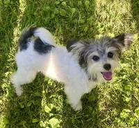 Bear, a male Papillon and Poodle - Toy  for sale in Bloomfield, IN – 1 of 10