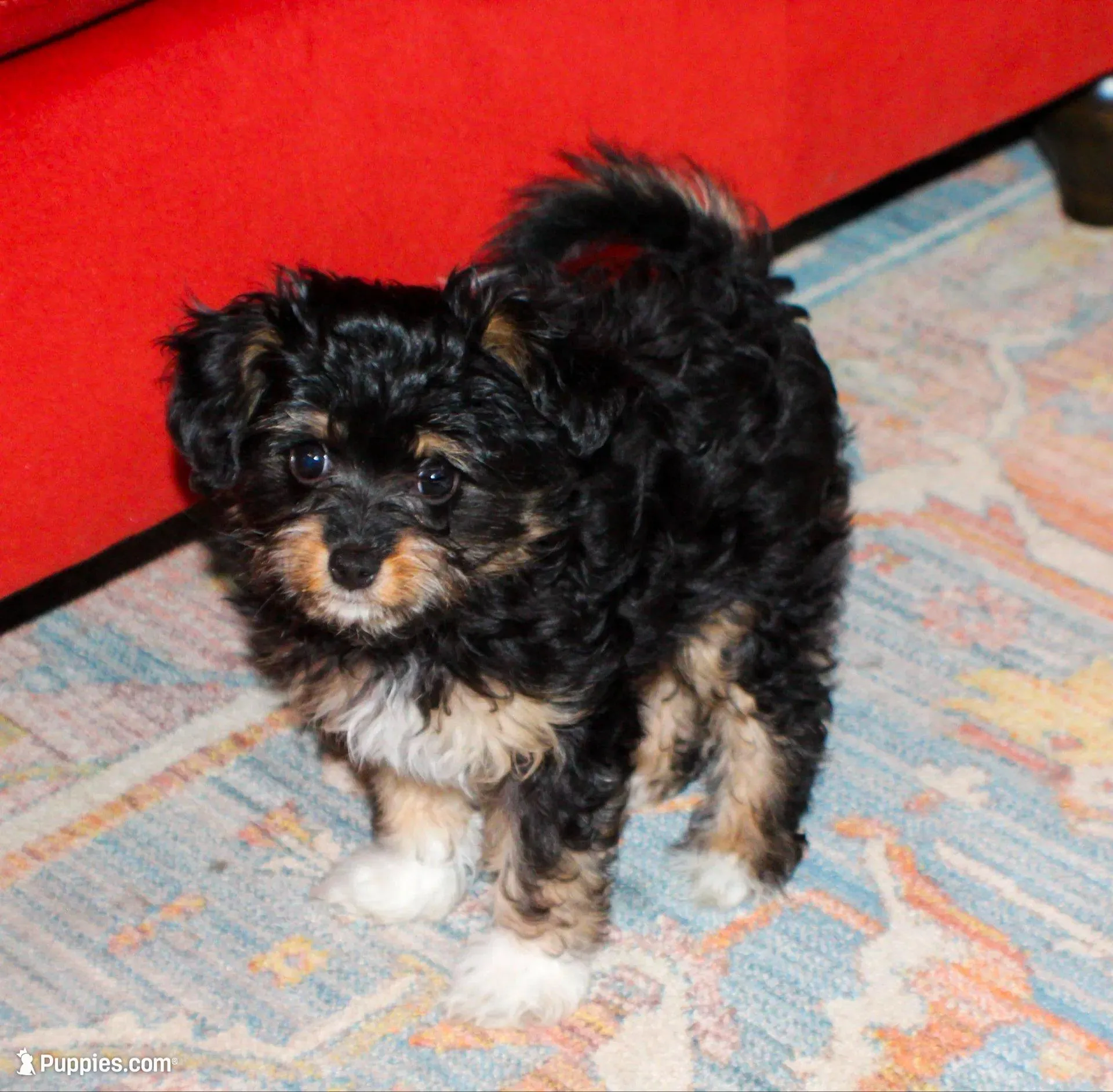 Fancy – Papillon, Poodle - Toy  puppy for sale in Bloomfield, IN