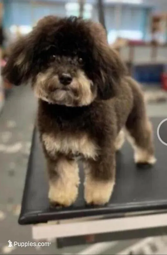 Fancy, a female Papillon and Poodle - Toy  for sale in Bloomfield, IN – Photo 5 of 6