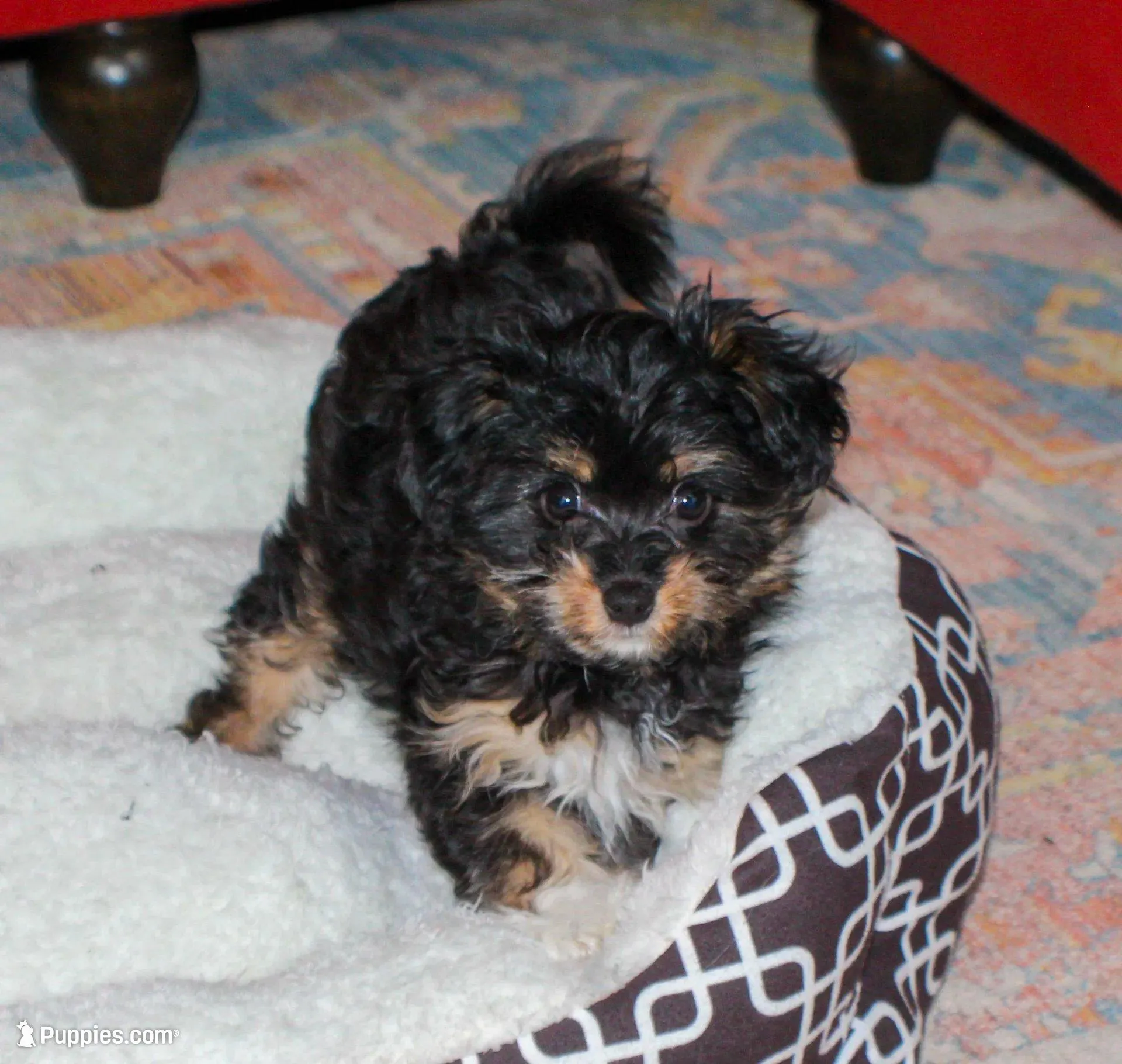 Fancy, a female Papillon and Poodle - Toy  for sale in Bloomfield, IN – Photo 4 of 6