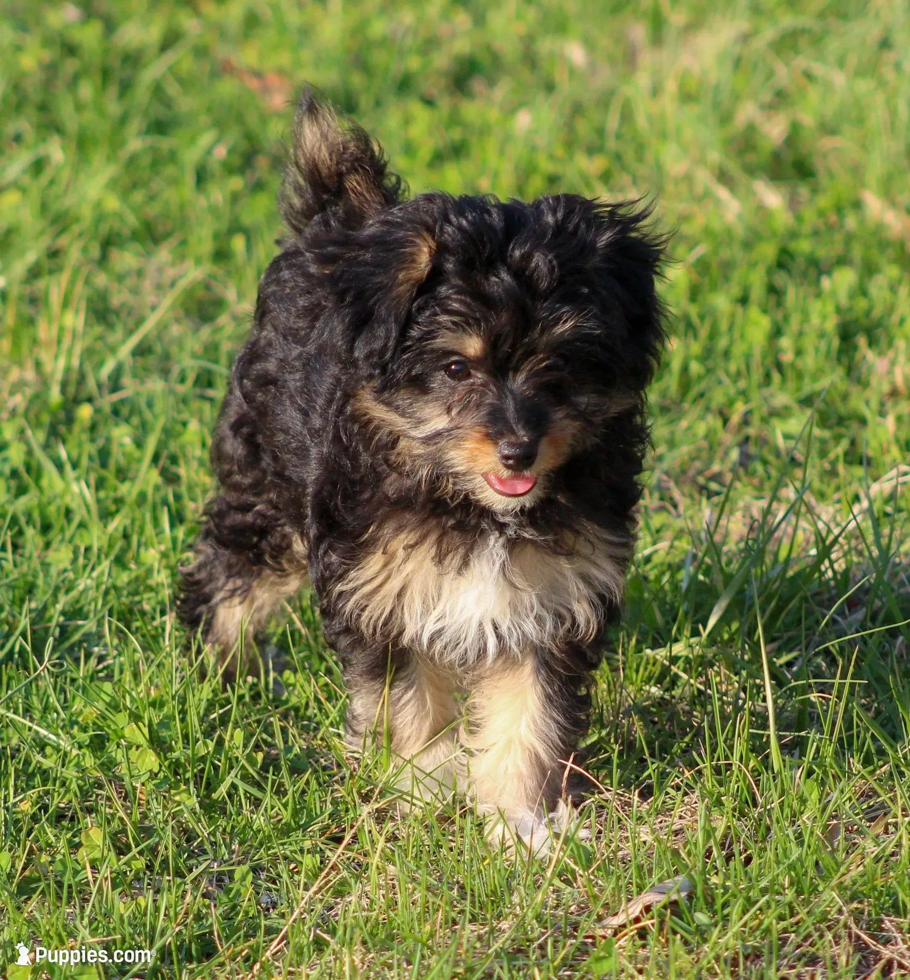 Fancy – Papillon, Poodle - Toy  puppy for sale in Bloomfield, IN