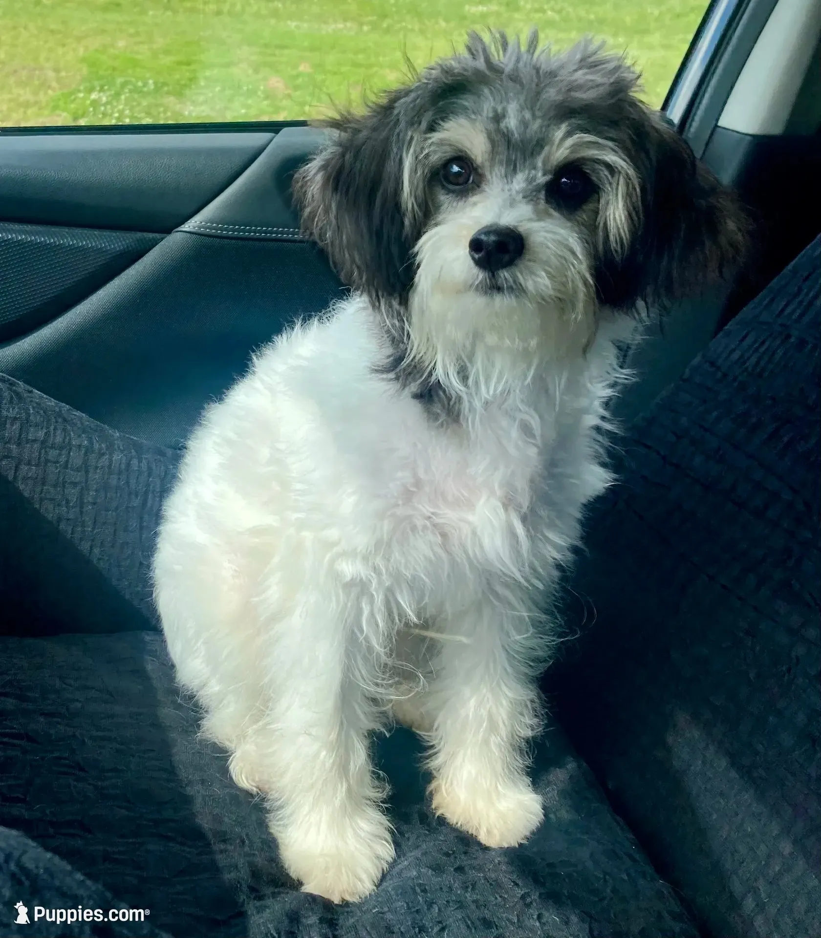 Bear, a male Papillon and Poodle - Toy  for sale in Bloomfield, IN – 2 of 10