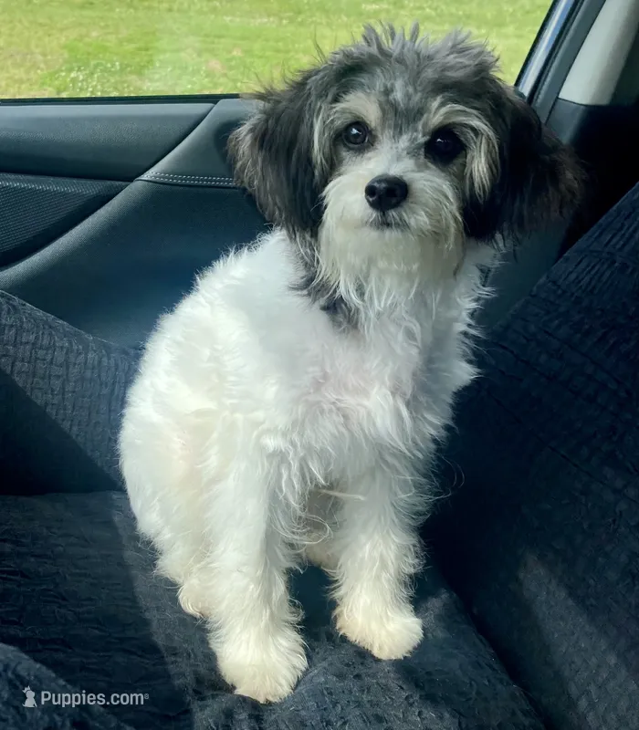 Bear – Papillon, Poodle - Toy  puppy for sale in Bloomfield, IN