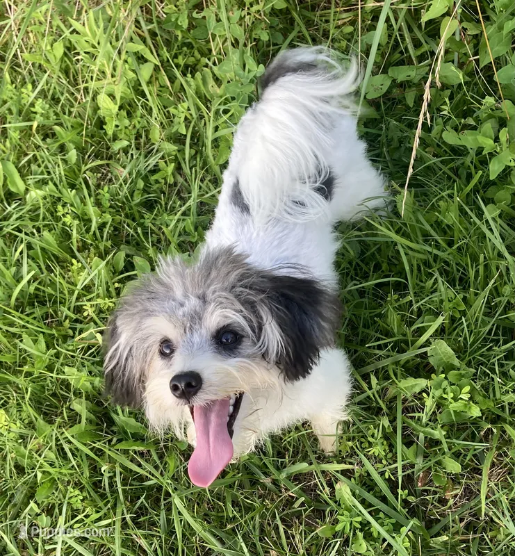Bear – Papillon, Poodle - Toy  puppy for sale in Bloomfield, IN