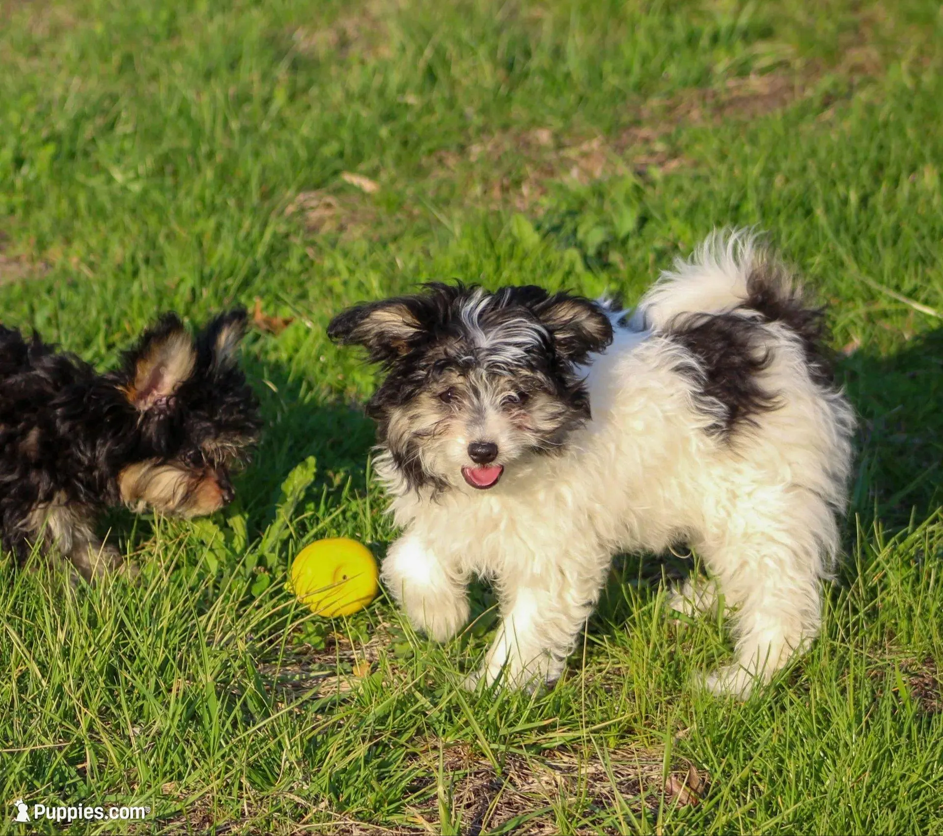Bear, a male Papillon and Poodle - Toy  for sale in Bloomfield, IN – Photo 2 of 9