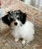 Bear, a male Papillon and Poodle - Toy  for sale in Bloomfield, IN – 1 of 10
