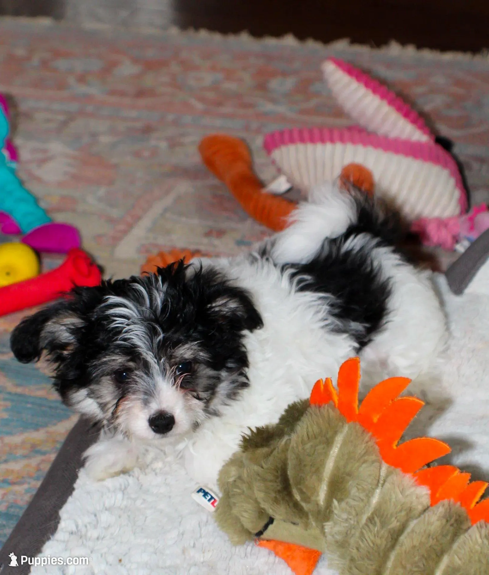 Bear, a male Papillon and Poodle - Toy  for sale in Bloomfield, IN – Photo 6 of 9