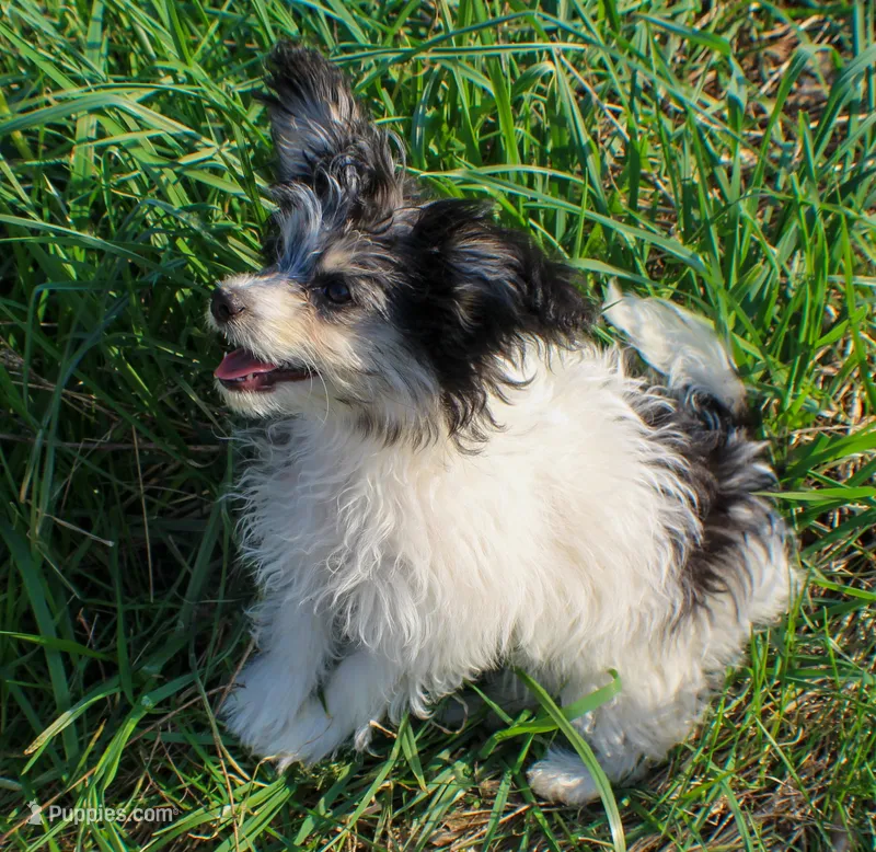 Bear – Papillon, Poodle - Toy  puppy for sale in Bloomfield, IN