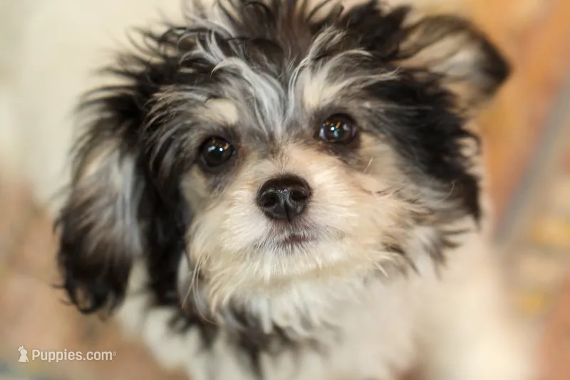 Bear – Papillon, Poodle - Toy  puppy for sale in Bloomfield, IN