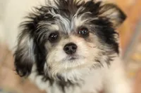 Bear, a male Papillon and Poodle - Toy  for sale in Bloomfield, IN – 6 of 10