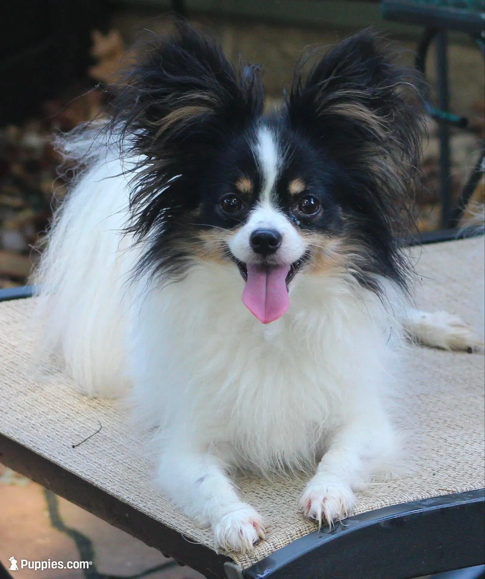Bear, a male Papillon and Poodle - Toy  for sale in Bloomfield, IN – Photo 8 of 9