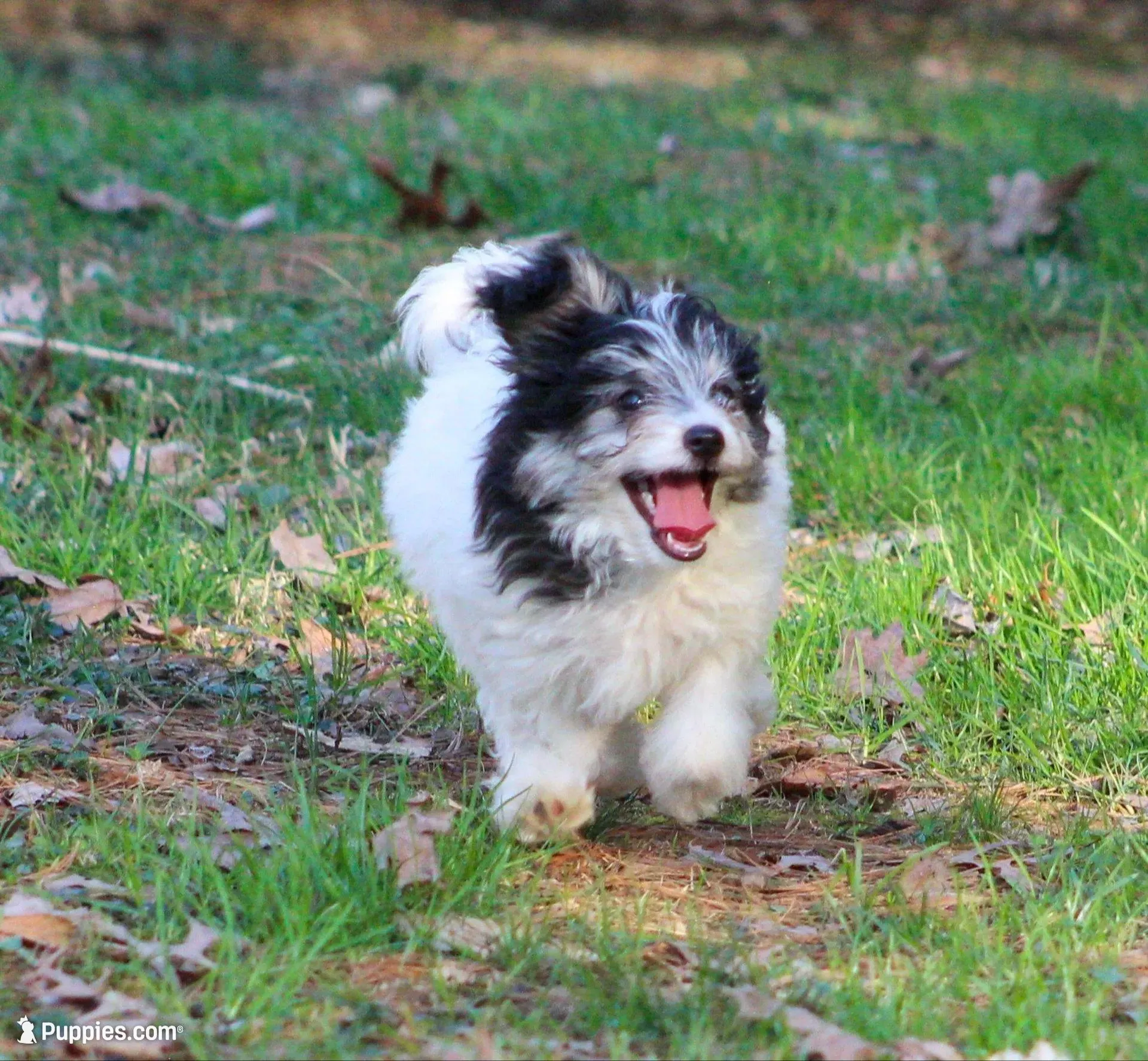 Bear, a male Papillon and Poodle - Toy  for sale in Bloomfield, IN – Photo 3 of 9