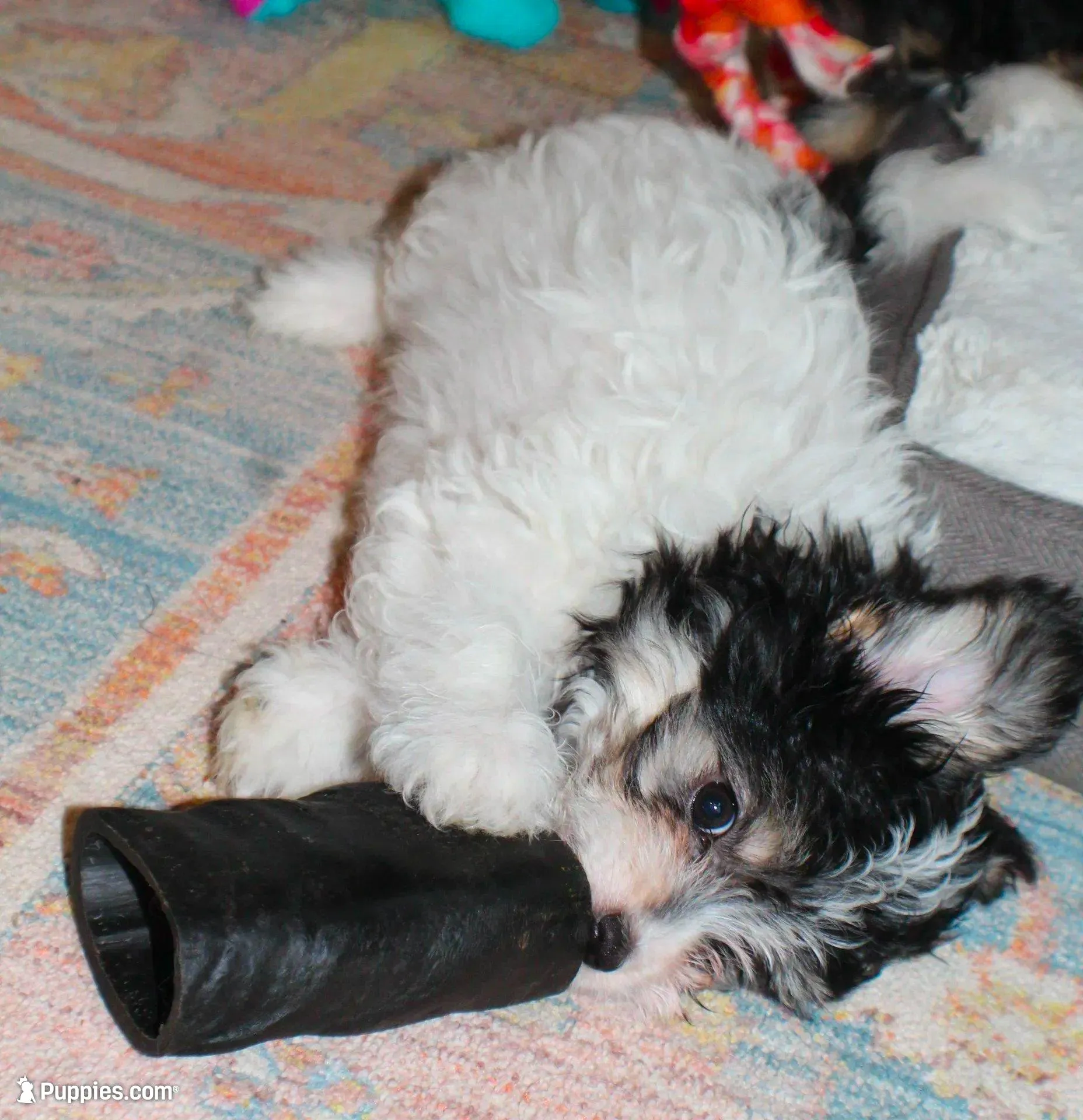 Bear, a male Papillon and Poodle - Toy  for sale in Bloomfield, IN – Photo 5 of 9