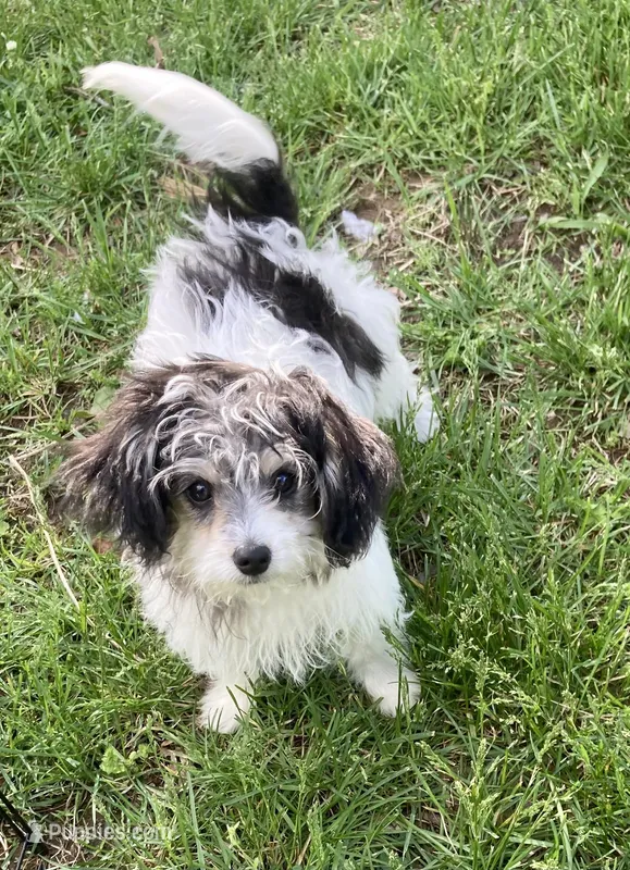 Bear – Papillon, Poodle - Toy  puppy for sale in Bloomfield, IN