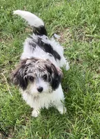 Bear, a male Papillon and Poodle - Toy  for sale in Bloomfield, IN – 2 of 10