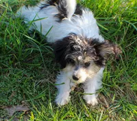 Bear, a male Papillon and Poodle - Toy  for sale in Bloomfield, IN – 4 of 10