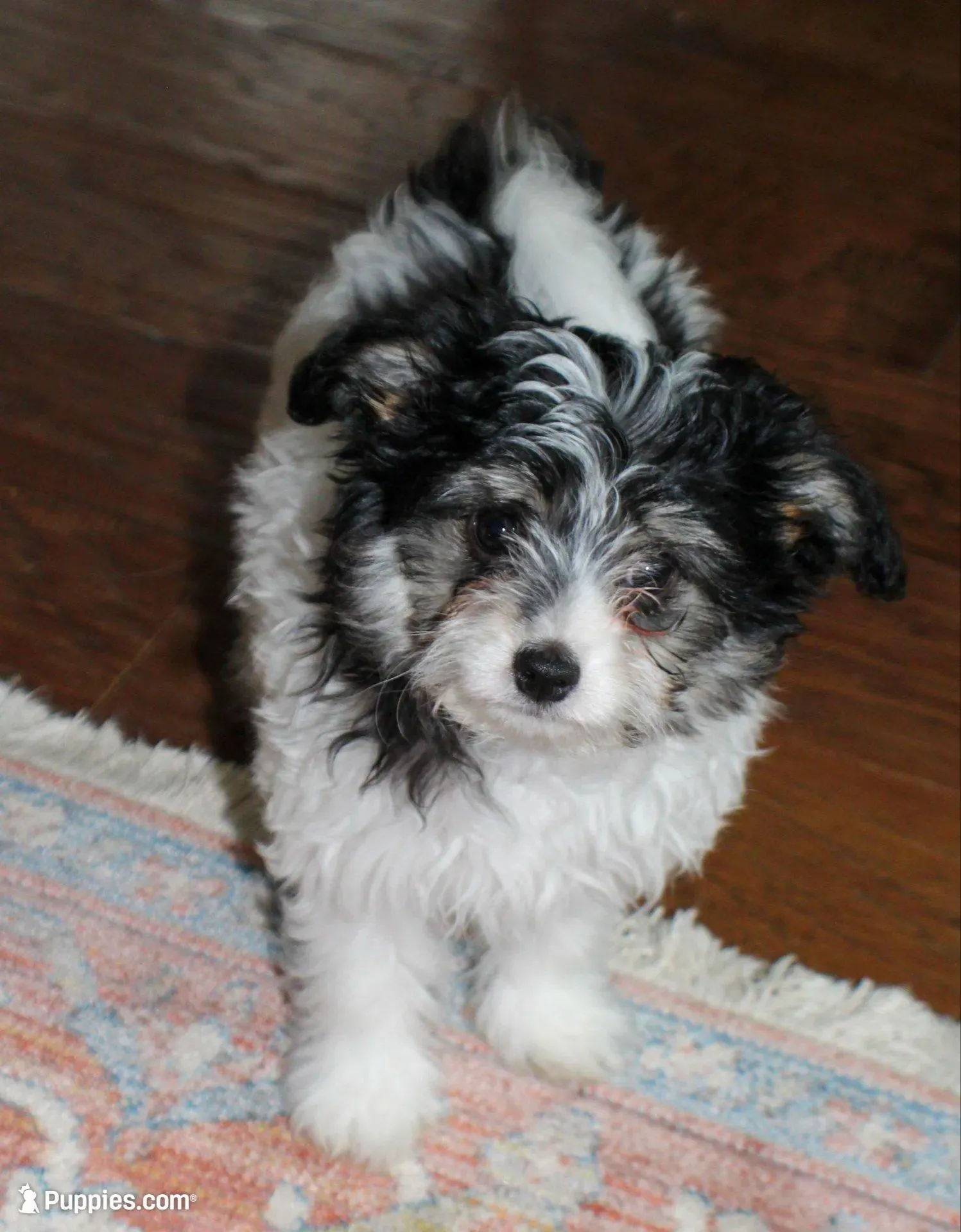 Bear – Papillon, Poodle - Toy  puppy for sale in Bloomfield, IN