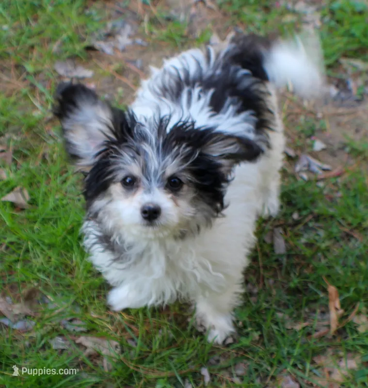 Bear – Papillon, Poodle - Toy  puppy for sale in Bloomfield, IN