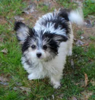 Bear, a male Papillon and Poodle - Toy  for sale in Bloomfield, IN – 5 of 10
