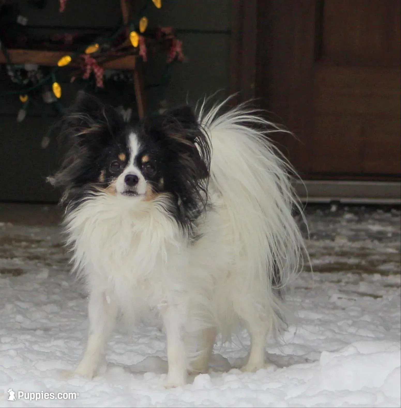 Bear, a male Papillon and Poodle - Toy  for sale in Bloomfield, IN – Photo 7 of 9