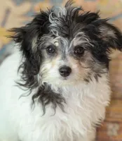 Bear, a male Papillon and Poodle - Toy  for sale in Bloomfield, IN – 3 of 10