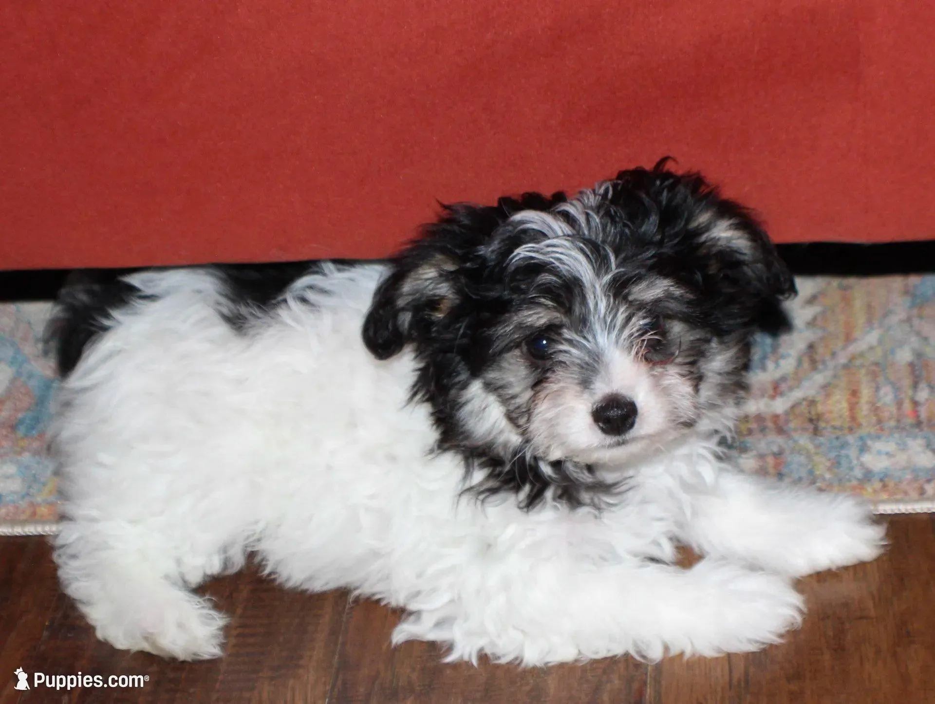 Bear, a male Papillon and Poodle - Toy  for sale in Bloomfield, IN – Photo 4 of 9