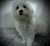 Ollie, a male Maltese for sale in Orlando, FL – Photo 1 of 2