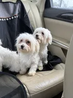 Ollie, a male Maltese for sale in Orlando, FL – Photo 2 of 2