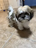 Marlo, a male Shihpoo for sale in Orlando, FL – Photo 2 of 3
