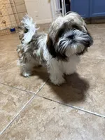 Marlo, a male Shihpoo for sale in Orlando, FL – Photo 3 of 3