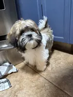 Marlo, a male Shihpoo for sale in Orlando, FL – Photo 1 of 3