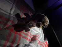 processed/5b2ce18b-05da-4295-8295-67ea00435eb5/listing/5079322a-544e-4713-b8c1-0ecc0c85e5c3/3ea9a614-963b-412f-9a10-7ea98f6cf952