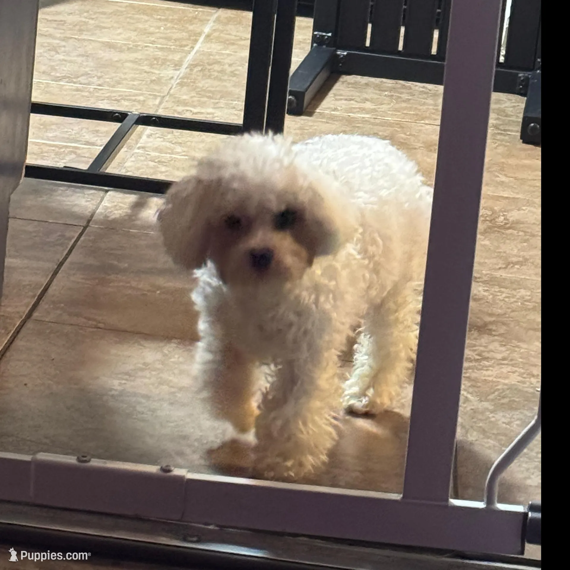 Tequila, a female Poodle - Toy  for sale in Orlando, FL – Photo 1 of 4