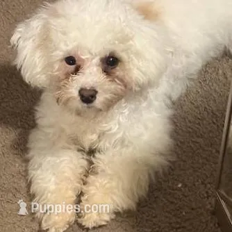 Tequila, a female Poodle - Toy  for sale in Orlando, FL – Photo 2 of 4