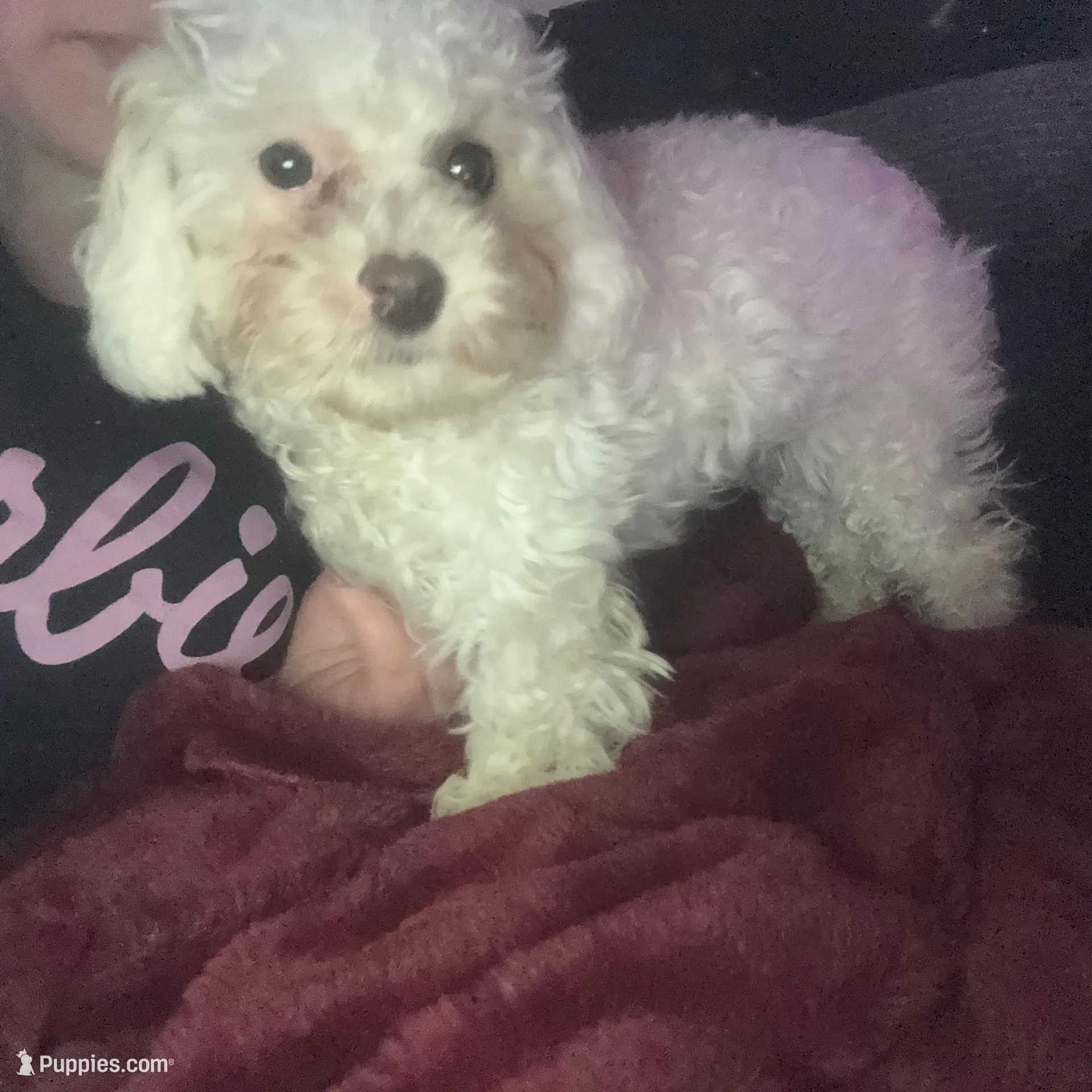 Tequila, a female Poodle - Toy  for sale in Orlando, FL – Photo 3 of 4