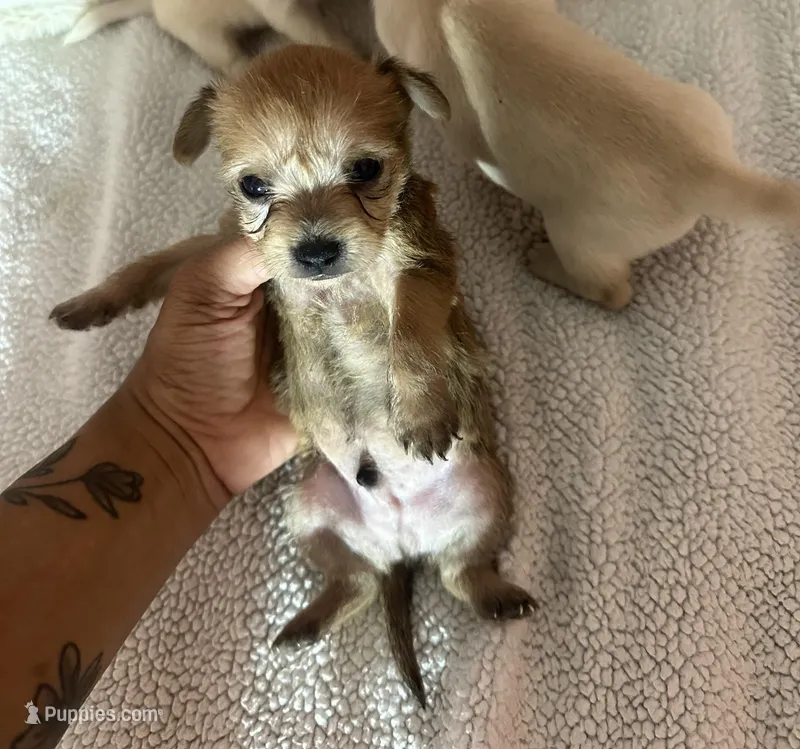 Prince, a male Chipoo for sale in Orlando, FL – Photo 1 of 1