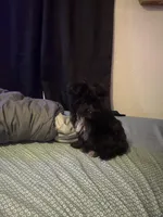 Benson, a male Yorkipoo for sale in Orlando, FL – Photo 5 of 6