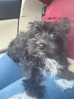 Benson, a male Yorkipoo for sale in Orlando, FL – Photo 1 of 6