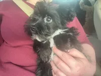 Benson, a male Yorkipoo for sale in Orlando, FL – Photo 2 of 6