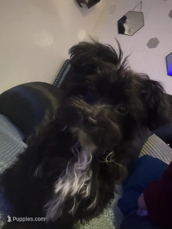 Benson – Yorkipoo puppy for sale in Orlando, FL