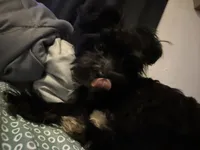 Benson, a male Yorkipoo for sale in Orlando, FL – Photo 3 of 6