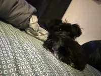 Benson, a male Yorkipoo for sale in Orlando, FL – Photo 4 of 6