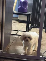 Tequila, a female Poodle - Toy  for sale in Orlando, FL – Photo 2 of 3