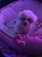 Tequila, a female Poodle - Toy  for sale in Orlando, FL – Photo 3 of 3