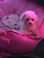 Tequila, a female Poodle - Toy  for sale in Orlando, FL – Photo 1 of 3